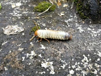 Close-up of insect on rock