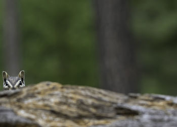 Close-up of small lizard on rock