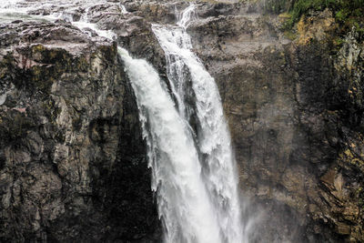 Close-up of turtle in water