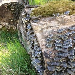 High angle view of tree trunk on field