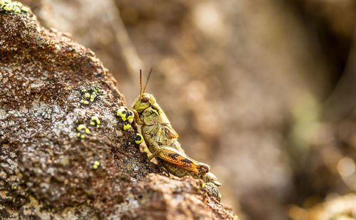 Small insect grasshopper on the volcanic stones