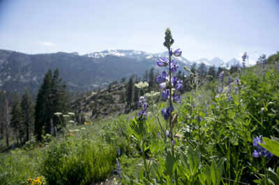 Scenic view of flowering plants and trees on field against sky