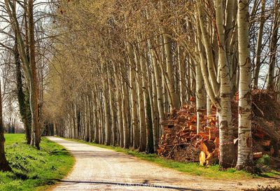 Road amidst trees in forest