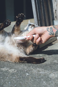 Cat living in an japanese old house in itoshima, fukuoka, japan. photo of a cat brushing in the sun.