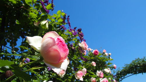 Low angle view of pink flowers blooming against clear sky