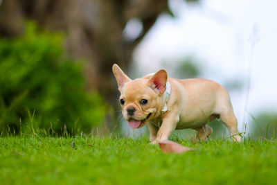 Portrait of a dog on field