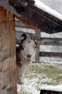 Goat looking at you from behind a barn on a snowy winter day