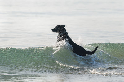 View of dog in sea