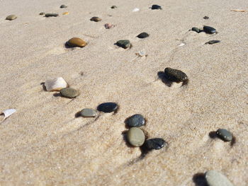 High angle view of shells on sand