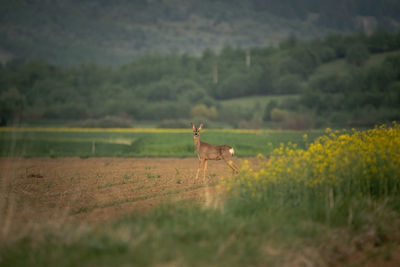 View of horse standing on field