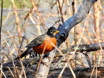 Close-up of bird perching on branch