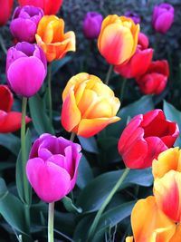 Close-up of pink tulips in park