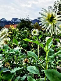 Close-up of flowers blooming outdoors