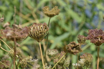 Close-up of flowering plant