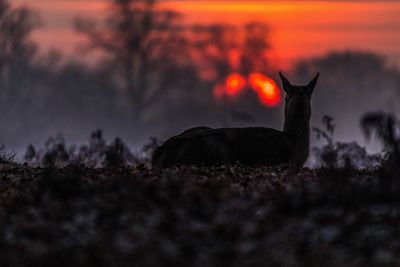 Silhouette cat against sky at night