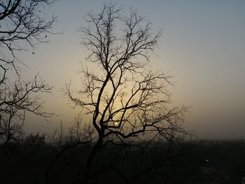 Silhouette bare tree against sky at sunset