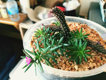 High angle view of potted plant on table