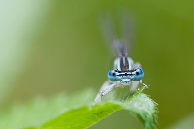 Close-up of bug on leaf