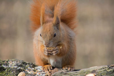 Portrait of squirrel