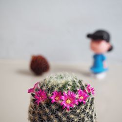 Close-up of pink succulent plant