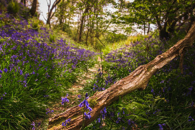 Purple flowering plants on field by trees in forest