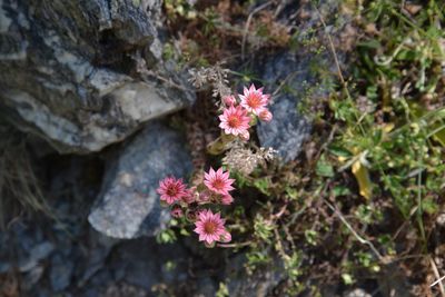 High angle view of pink flowering plant