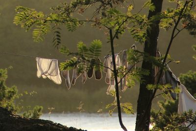 Close-up of tree against lake