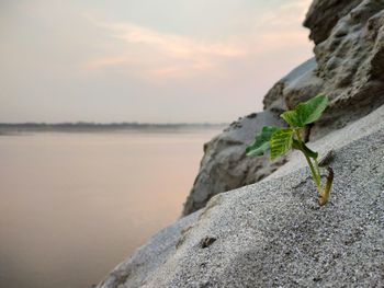Close-up of lizard on rock in sea against sky