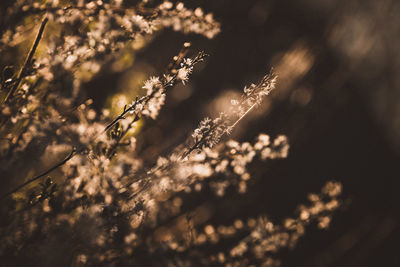 Close-up of flowering plant on field