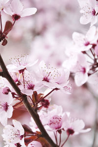 Close-up of pink cherry blossom