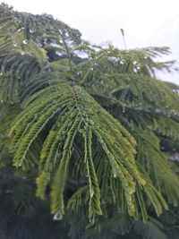 Close-up of fresh green plants in water