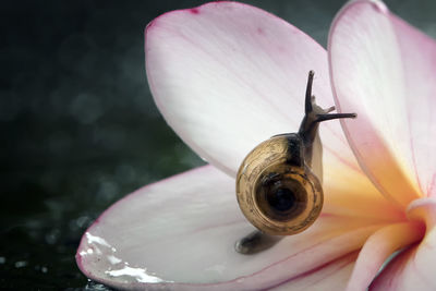 Close-up of snail on pink flower