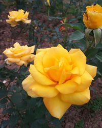 Close-up of yellow flowers blooming outdoors