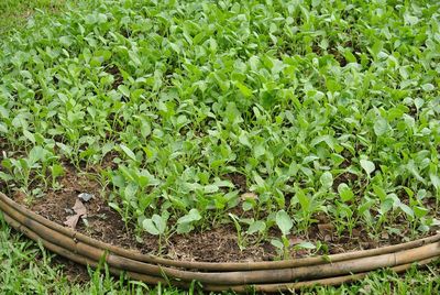 Close-up of plants growing on field