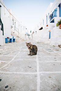 Close-up of a cat