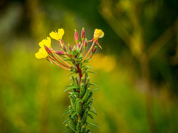 Close-up of flowering plant on field