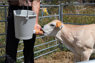 View of feeding time to a little calf 