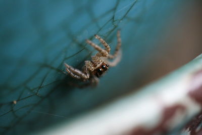 Close-up of spider on web