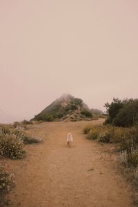 View of a sheep on a field