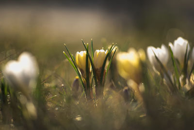 Close-up of plant growing on field