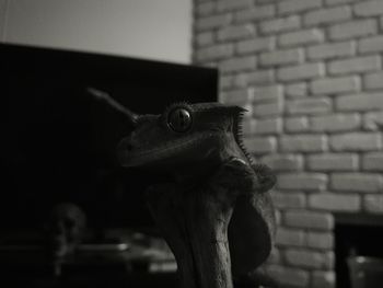 Close-up of horse