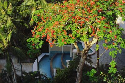 View of flowering plants in garden