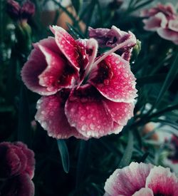 Close-up of pink rose