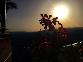 Close-up of silhouette plant against sky at sunset