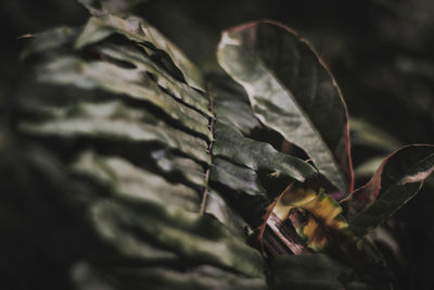 Close-up of leaves