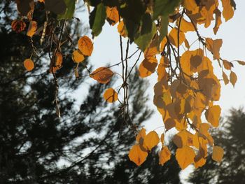 Low angle view of orange tree against sky