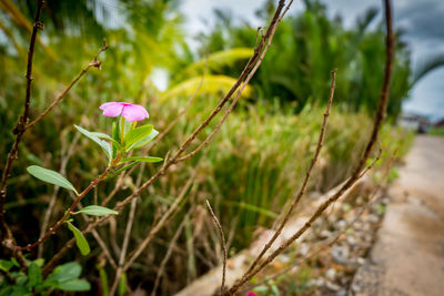 Close-up of pink flowering plant