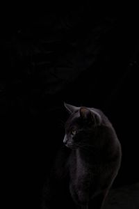 Cat looking away over black background