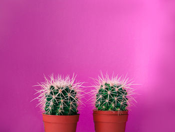 Close-up of cactus plant