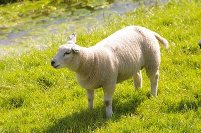 Sheep standing in a field